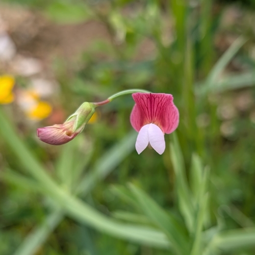 Lathyrus articulatus