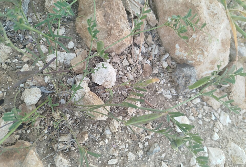 Lathyrus blepharicarpus