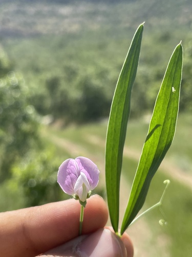 Lathyrus cassius — photo