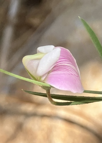 Lathyrus cassius — photo
