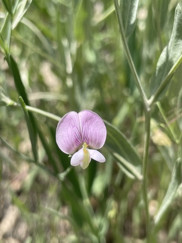 Lathyrus cassius