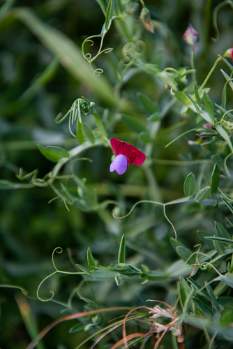 Lathyrus clymenum (Spanish vetchling) — photo