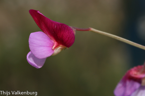 Lathyrus clymenum (Spanish vetchling) — photo