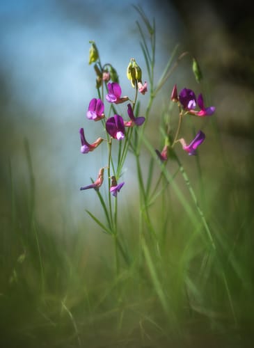Lathyrus digitatus (Wild pea) — photo