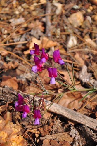 Lathyrus digitatus