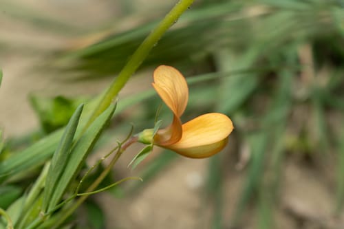 Lathyrus gorgoni (Sweet pea vetchling) — photo