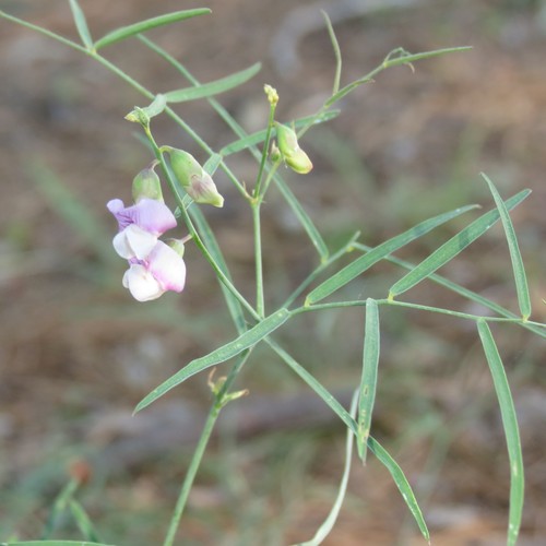 Lathyrus graminifolius (Grassleaf peavine) — photo