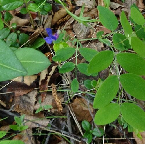Lathyrus humilis — photo