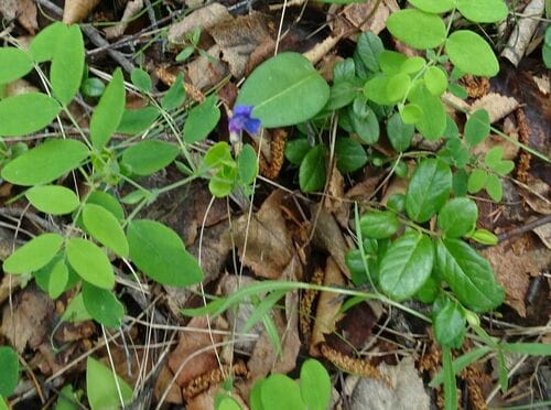Lathyrus humilis — photo