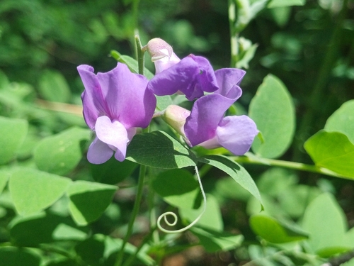Lathyrus humilis
