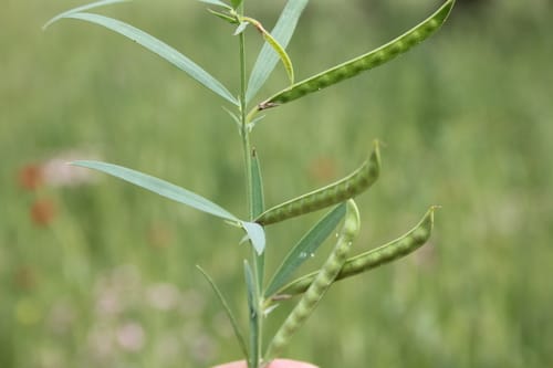 Lathyrus inconspicuus (Small flowered vetchling) — photo