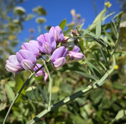 Lathyrus jepsonii subsp. californicus — photo