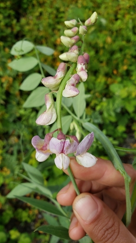 Lathyrus jepsonii subsp. californicus — photo