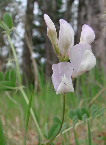 Lathyrus jepsonii subsp. californicus