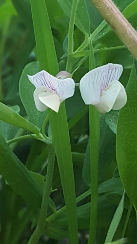 Lathyrus lanszwertii var. leucanthus (Aspen peavine) — photo