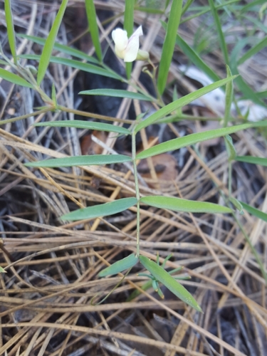 Lathyrus lanszwertii var. leucanthus (Aspen peavine) — photo