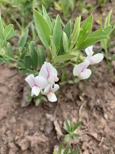Lathyrus lanszwertii var. leucanthus