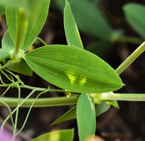 Lathyrus magellanicus (Cape Horn pea) — photo