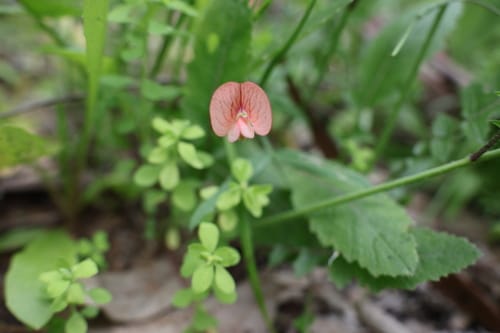 Lathyrus marmoratus (Vetchling) — photo