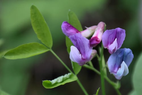 Lathyrus nevadensis (Purple peavine) — photo