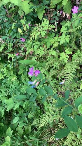 Lathyrus nevadensis (Purple peavine) — photo