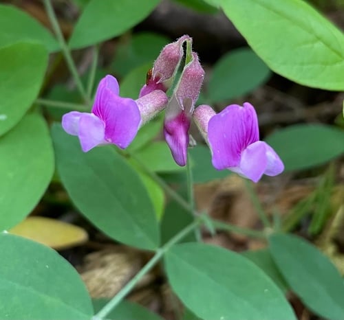 Lathyrus nevadensis