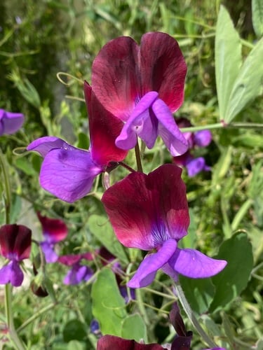 Lathyrus odoratus (Sweet pea) — photo