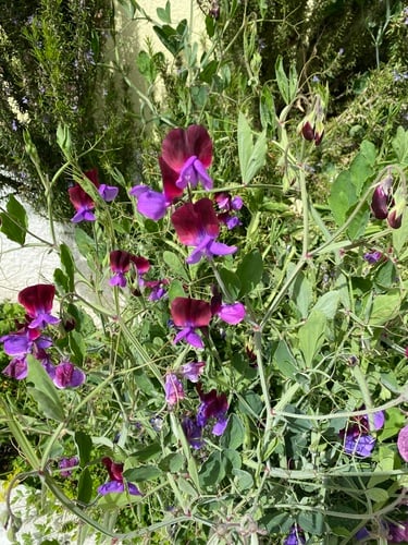 Lathyrus odoratus (Sweet pea) — photo