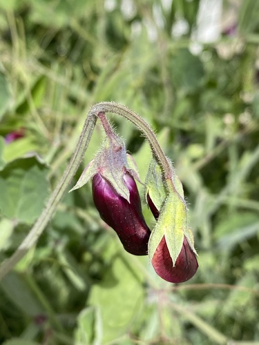 Lathyrus odoratus