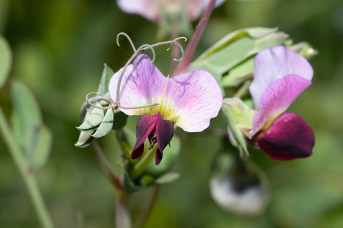 Lathyrus oleraceus subsp. biflorus — photo