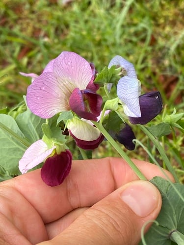 Lathyrus oleraceus subsp. biflorus — photo