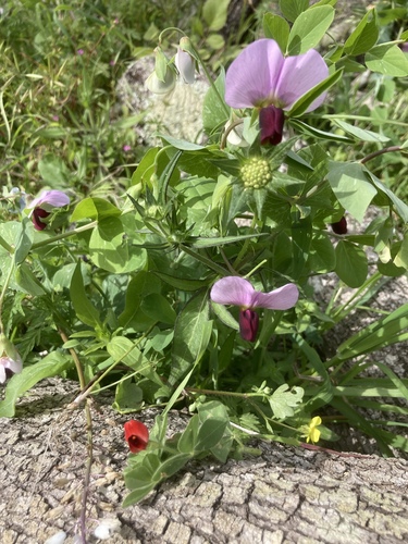 Lathyrus oleraceus subsp. biflorus