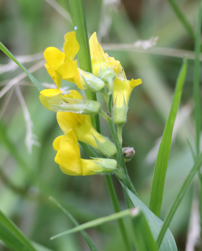 Lathyrus pratensis — photo