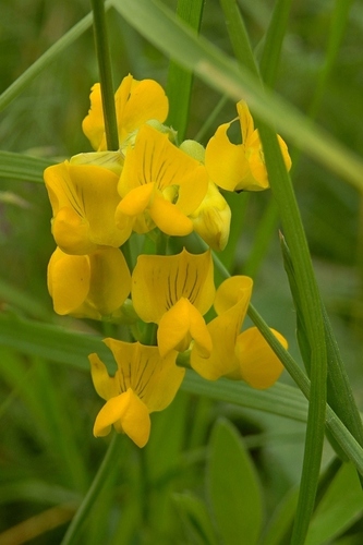 Lathyrus pratensis — photo
