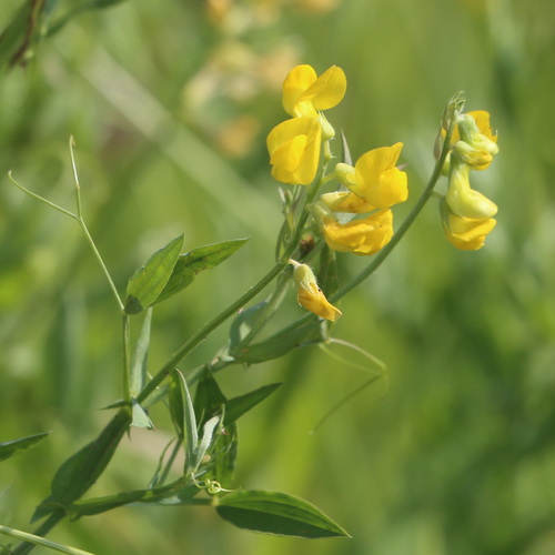 Lathyrus pratensis
