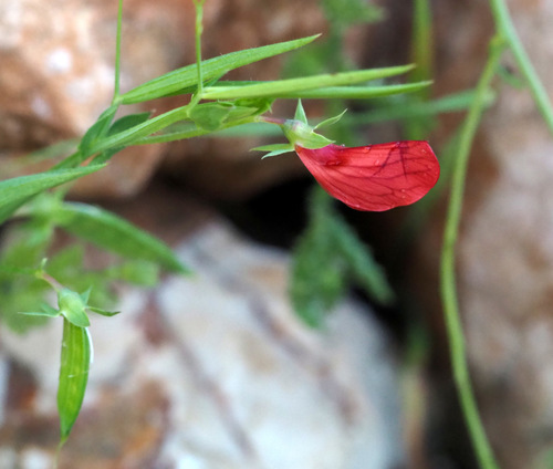Lathyrus pseudocicera — photo