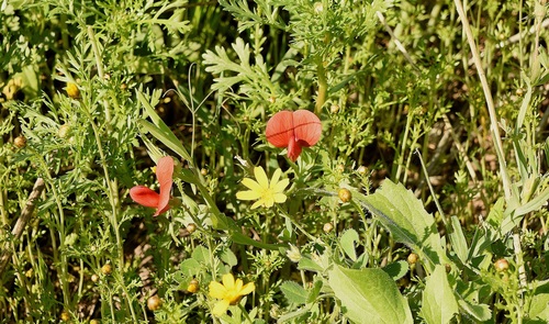 Lathyrus pseudocicera — photo