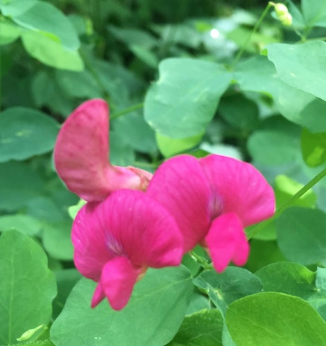 Lathyrus roseus — photo