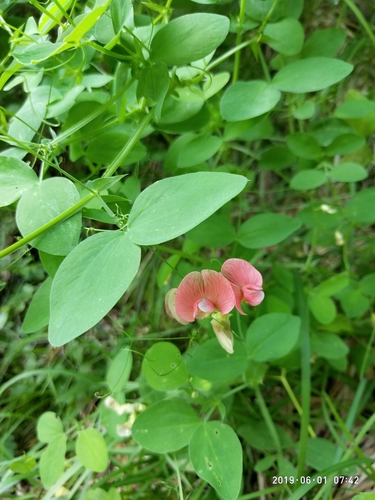 Lathyrus roseus — photo