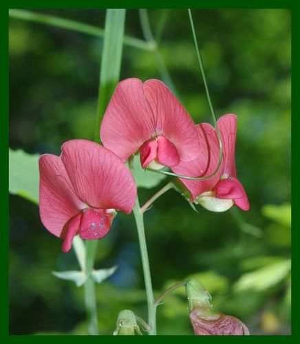 Lathyrus rotundifolius — photo