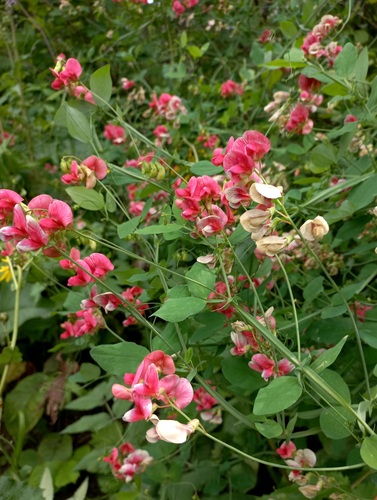 Lathyrus rotundifolius subsp. miniata — photo