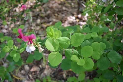 Lathyrus rotundifolius subsp. miniata — photo