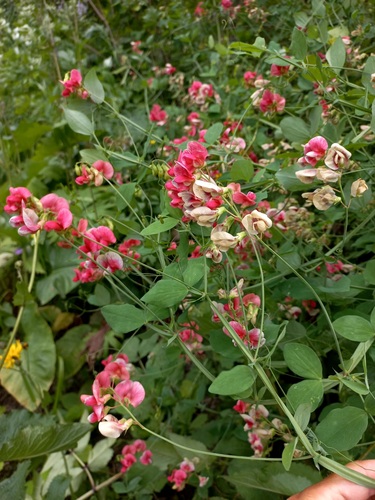 Lathyrus rotundifolius subsp. miniata