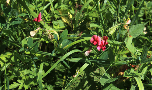 Lathyrus rotundifolius