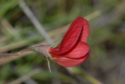 Lathyrus setifolius — photo