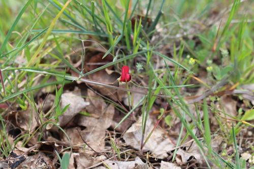 Lathyrus setifolius — photo