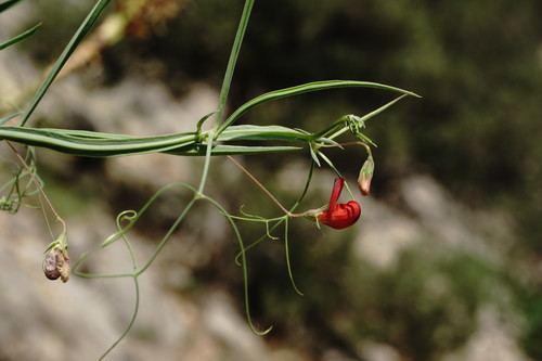Lathyrus setifolius