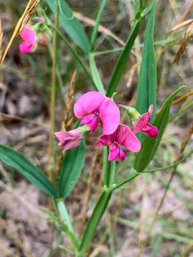 Lathyrus sylvestris