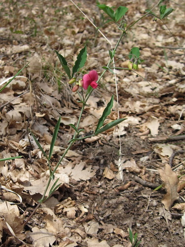 Lathyrus undulatus — photo