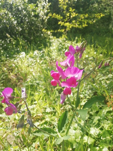 Lathyrus undulatus — photo